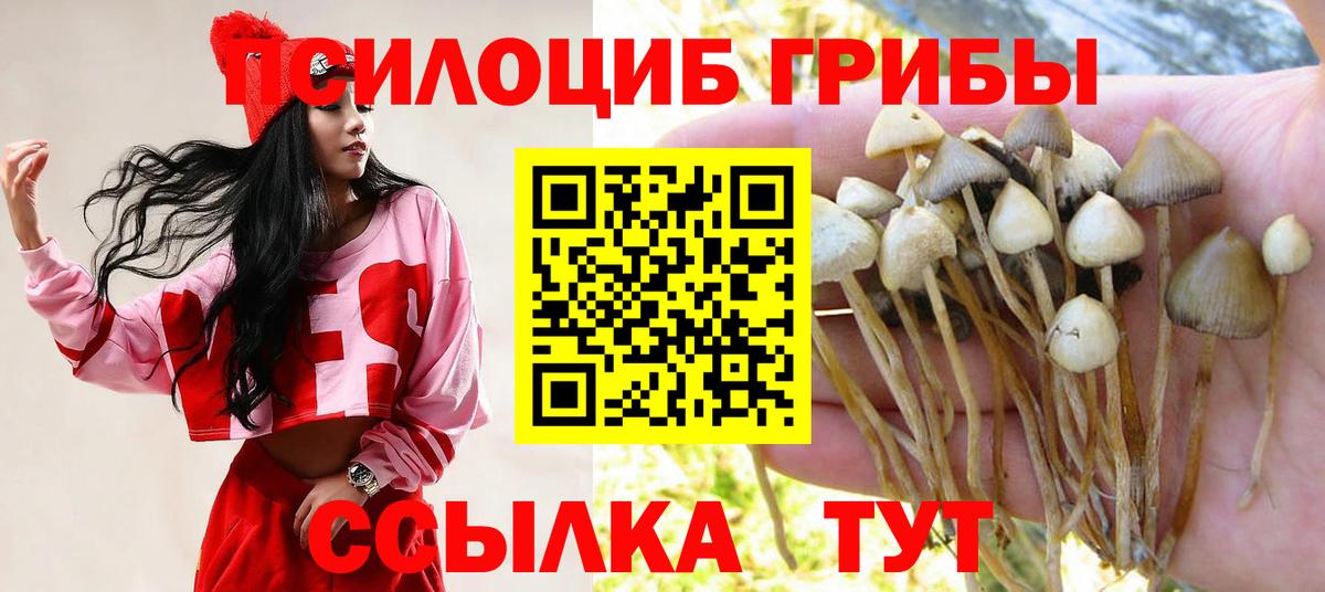 Псилоцибиновые грибы ЛСД  Вход с VPN  купить закладку  Псилоцибиновые грибы Psilocybine cubensis  Хасавюрт 